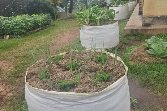 urban farming 2